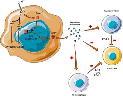 Beyond the Driver Mutation: Immunotherapies in <mark class="highlighted">Gastrointestinal Stromal Tumors</mark>